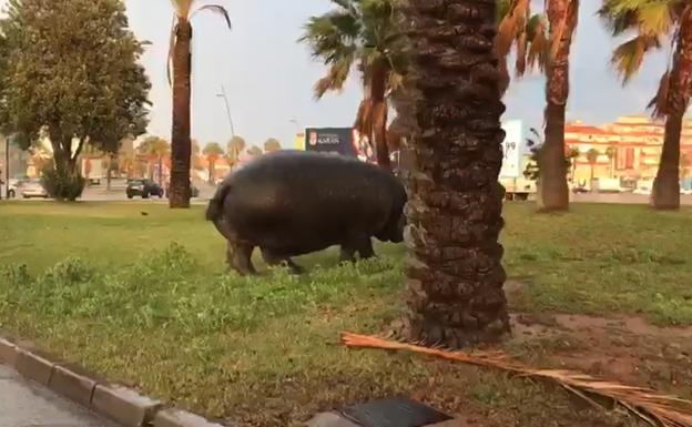 Un hipopótamo se da a la fuga en el circo instalado en Roquetas de Mar