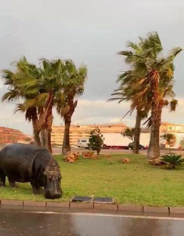 Circos Reunidos se desmarca del Roma Dala y pide que se le inspeccione