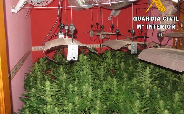 El fuerte olor permite localizar un 'narcopiso' con más de 200 plantas de marihuana