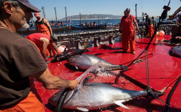 Los puertos de Roquetas y Carboneras serán los únicos que podrán desembarcar atún rojo