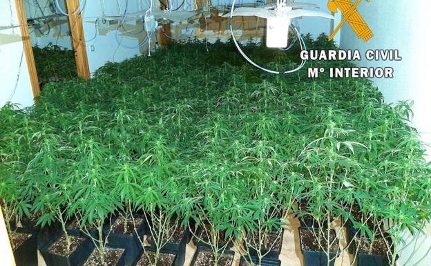 Localizan 800 plantas de marihuana en dos operaciones en Roquetas de Mar