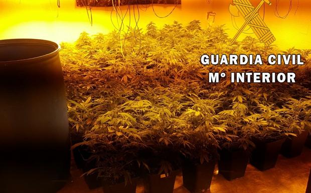 Descubren una plantación de 200 plantas de marihuana cerca de dos centros educativos de Roquetas