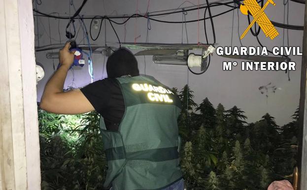Una pareja de sexagenarios cultivaba 99 plantas de marihuana en casa