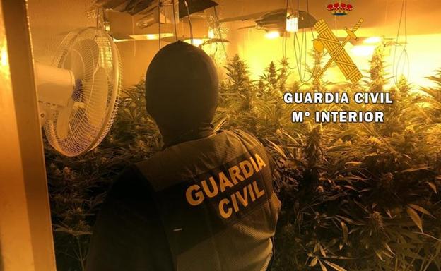 Localizado un cultivo con 232 plantas de marihuana en una vivienda ocupada en Roquetas