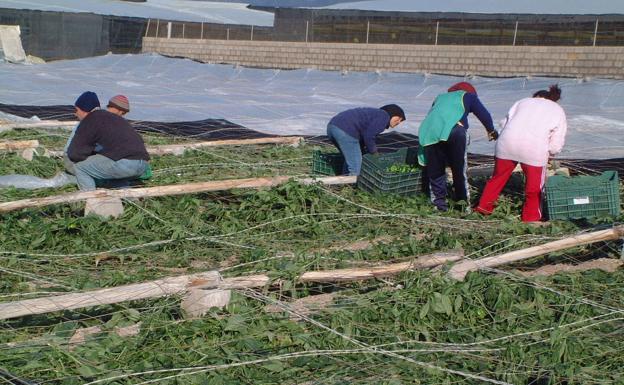 Vox convoca una concentración en Roquetas de Mar «en repulsa» por la agresión a un agricultor