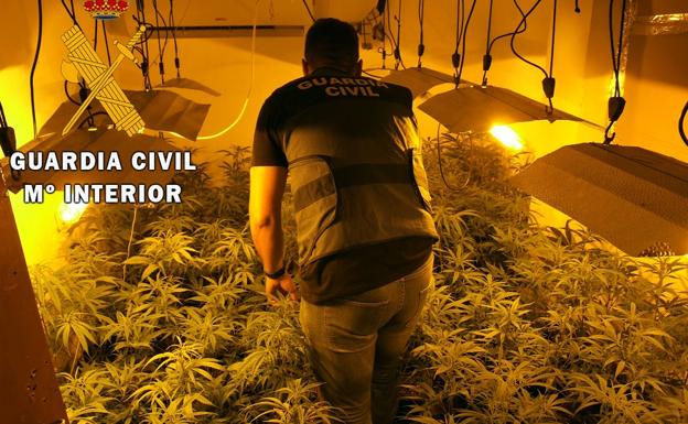 Descubren una plantación de marihuana en El Parador al denunciar los vecinos un «insoportable» olor