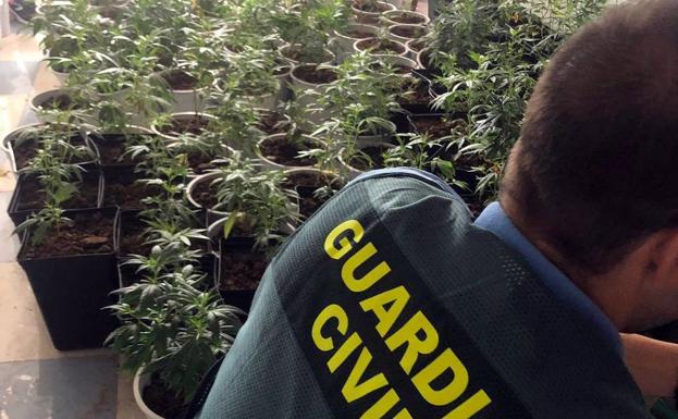 Localizan 220 plantas de marihuana en un piso ocupado de Roquetas con enganche ilegal de electricidad