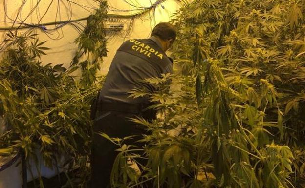 Tres años de cárcel por cultivar 89 plantas de marihuana en Roquetas