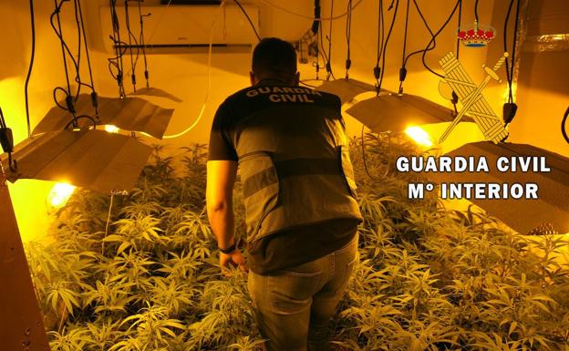 La Guardia Civil detiene a dos personas y descubre 295 plantas de marihuana y una escopeta cargada en La Mojonera