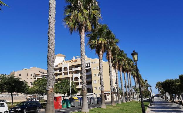 Roquetas de Mar tratará más de 4.000 palmeras contra el picudo rojo