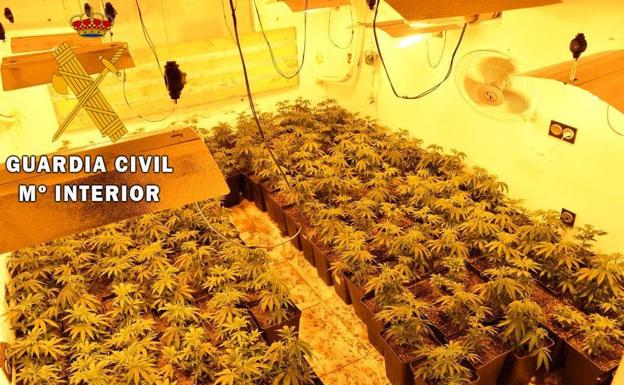 La Guardia Civil neutraliza 34 enganches de luz y otros 31 de agua, y localiza 107 plantas de marihuana en Roquetas