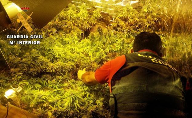 Intervienen una plantación de 253 plantas de marihuana y varios enganches ilegales en Roquetas