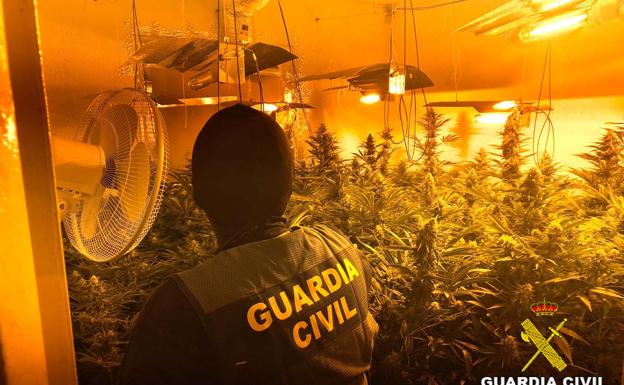 Hallan un piso búnker repleto de marihuana en Roquetas