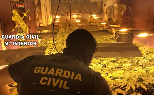 Localizadas 114 plantas de marihuana en Roquetas en un enganche ilegal a la red eléctrica