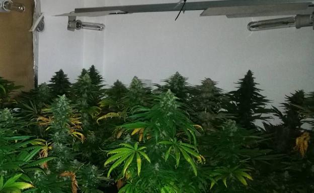 Un cultivo de marihuana en un piso de Vícar destapa más de 100 enganches ilegales a la red elétrica