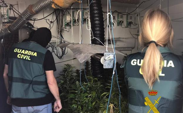 La Guardia Civil localiza 232 plantas de marihuana en una vivienda de Roquetas y neutraliza 6 enganches ilegales