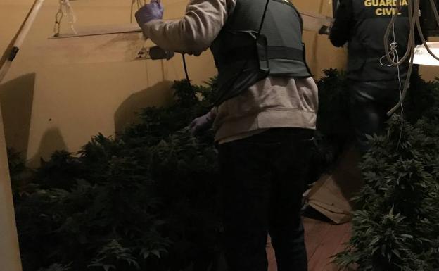 Detenido en Roquetas de Mar tras hallarse un cultivo de 88 plantas de marihuana en su vivienda