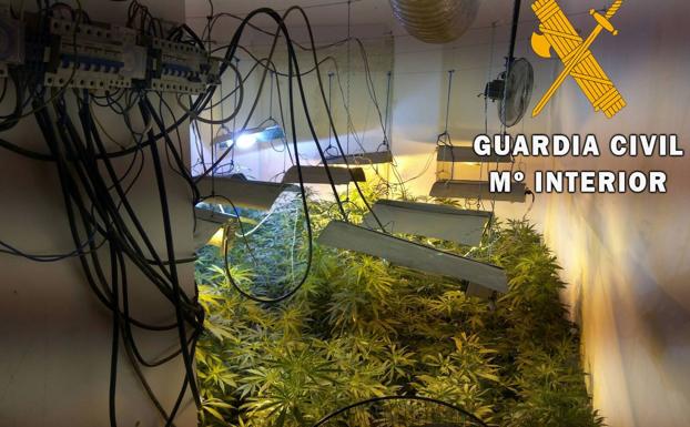 La Guardia Civil neutraliza en Roquetas un 'narcopiso' con 99 plantas de marihuana y un enganche ilegal
