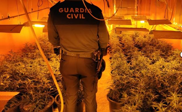 Detenidos dos hombres en La Mojonera con más de 500 plantas de marihuana