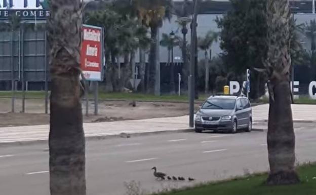 Captan a una familia de patos andando por el entorno del Auditorio de Roquetas