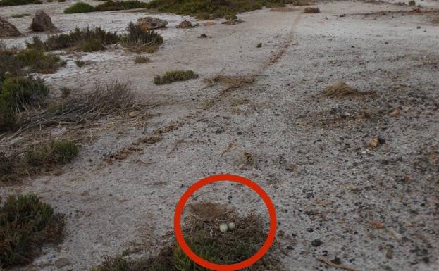Denuncian la práctica de motocross en las zonas de cría de la Ribera de la Algaida de Roquetas