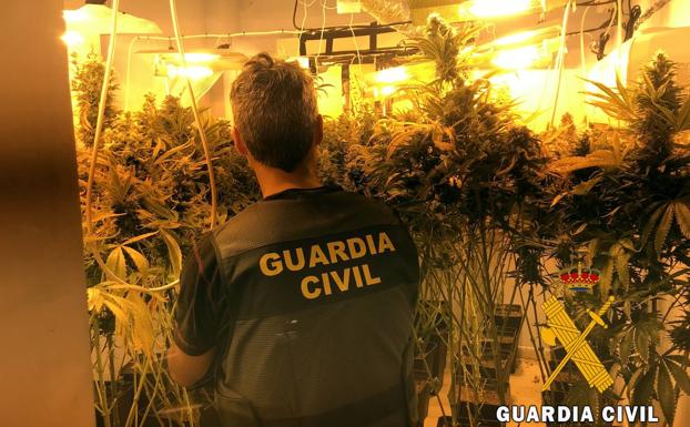 Desmantelado un cultivo indoor con un centenar de plantas de marihuana en una vivienda de Roquetas