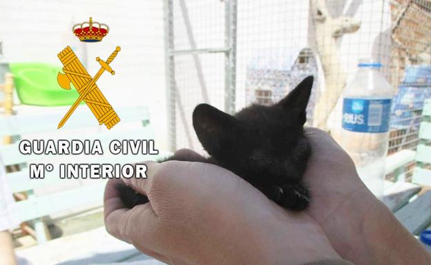 Rescatados dos gatos cachorros abandonados en el interior de un vehículo