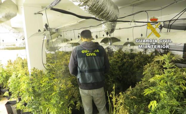 Intervenidas casi 300 plantas de marihuana en una vivienda en Roquetas de Mar