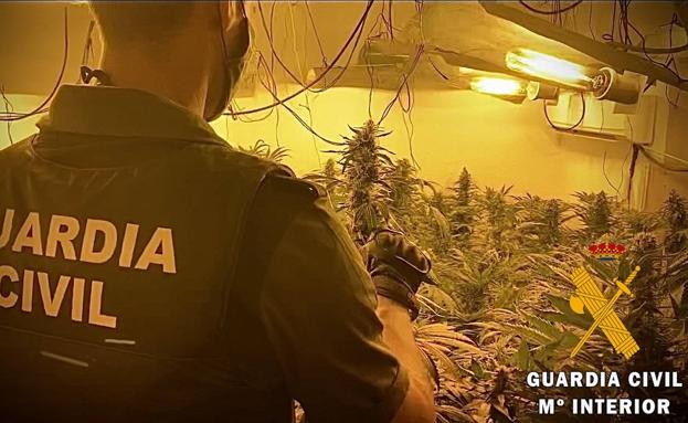 Dos detenidos con un cultivo de 360 plantas de marihuana en una vivienda de Roquetas
