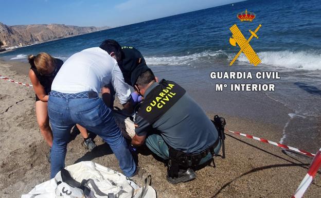 Aparece muerto un delfín en la playa de Aguadulce