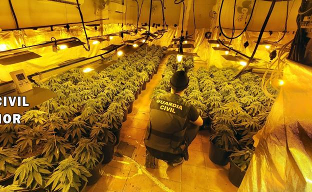 Desmantelan por segunda vez un cultivo de marihuana en las cercanías de un colegio en Roquetas