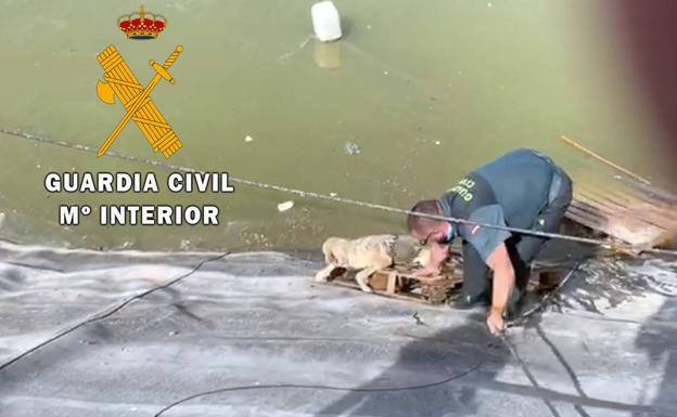 La Guardia Civil auxilia a un perro a punto de ahogarse en una balsa de riego en Vícar