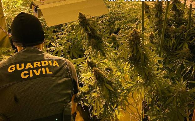 Un detenido y 4.200 plantas marihuana intervenidas en narcobloque de Roquetas