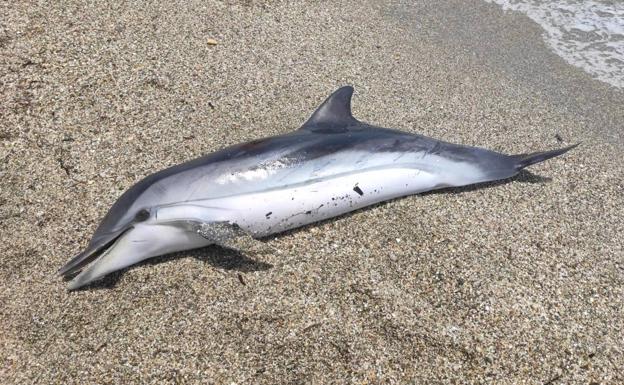 Aparece muerto un delfín listado en la playa de La Bajadilla de Roquetas