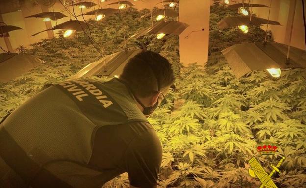 A prisión dos jóvenes detenidos por el cultivo de 154 plantas de marihuana en Roquetas de Mar