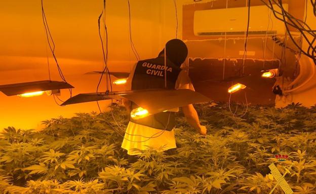 Incautan más de 3.000 plantas de marihuana en un bloque de viviendas de Roquetas