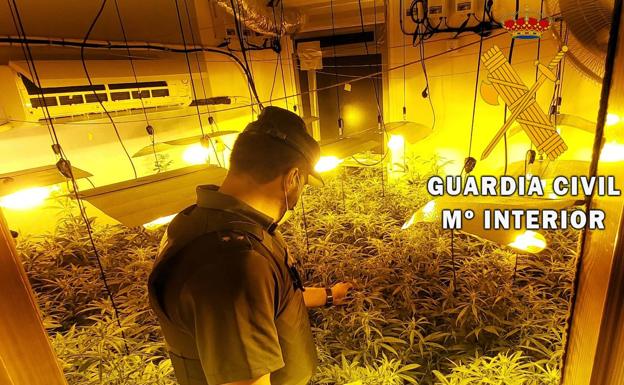 Un detenido y 148 plantas marihuana intervenidas en Roquetas de Mar