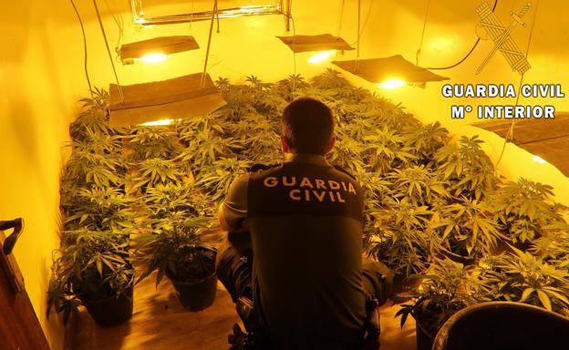 Incautan más de 80 plantas de marihuana en un edificio de ocho viviendas de Roquetas de Mar
