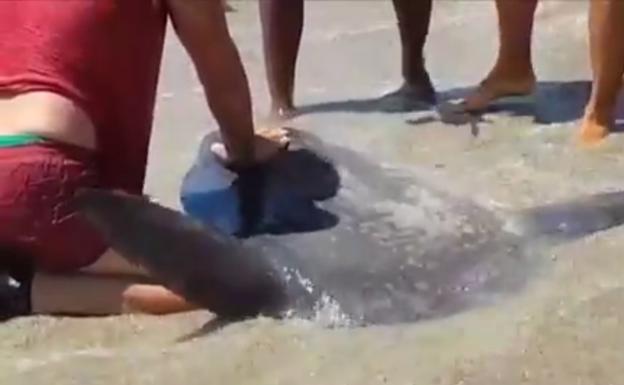 Fiscalía no ve delito y archiva denuncia contra el hombre que mató un pez luna en playa de Roquetas