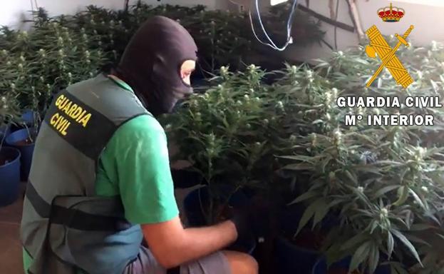 Desmantelado un cultivo indoor de marihuana en Roquetas de Mar