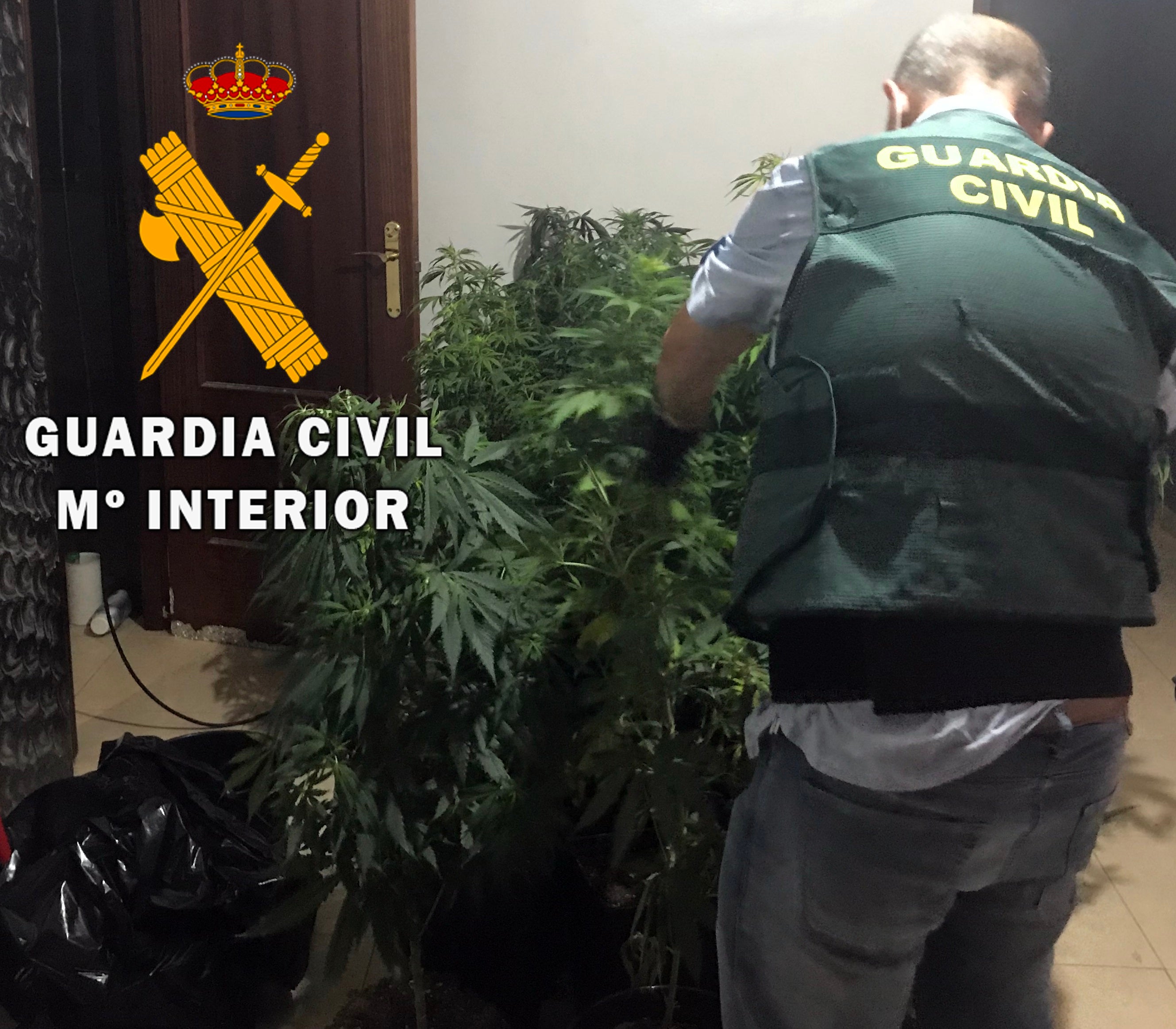 Localizado un cultivo de marihuana en una vivienda ocupada de Roquetas de Mar