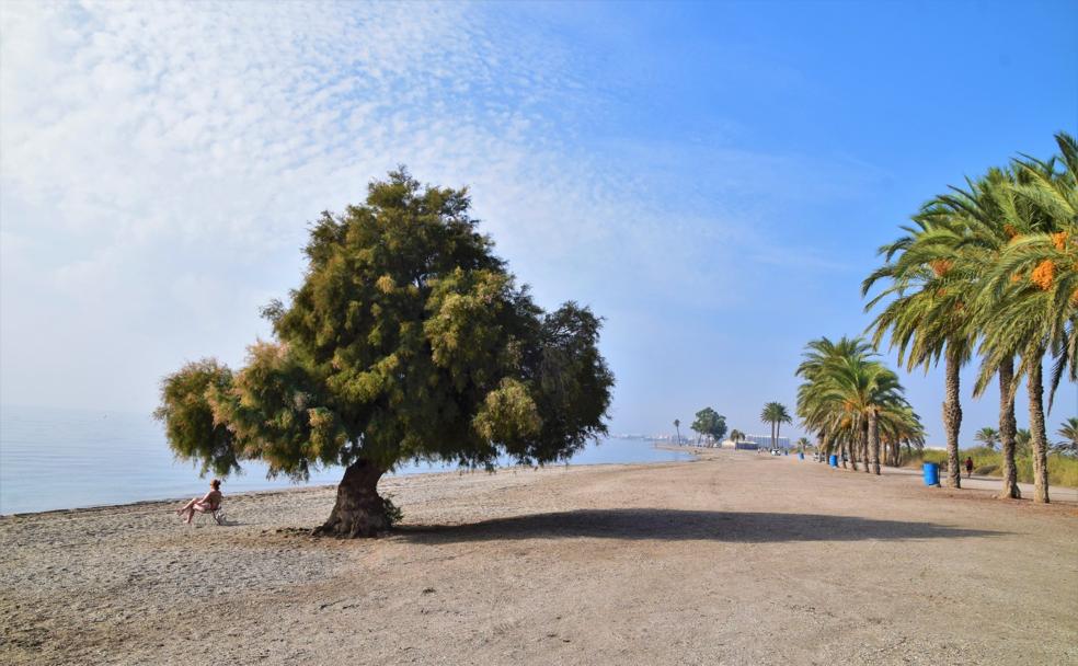 Piden la declaración de Monumento Natural para el Taray de Los Bajos y el Tarajal de La Ventilla