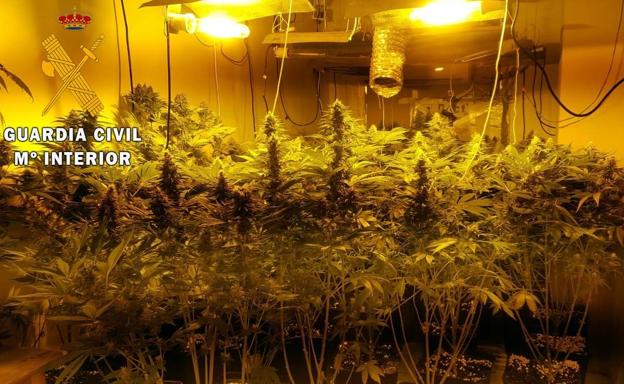 Hallan un cultivo de marihuana durante el desalojo de una vivienda 'okupada' en Roquetas de Mar