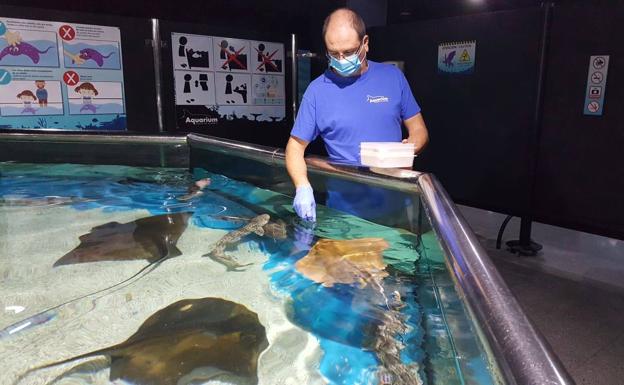 El Aquarium intenta resistir a la Covid-19 abriendo únicamente los fines de semana