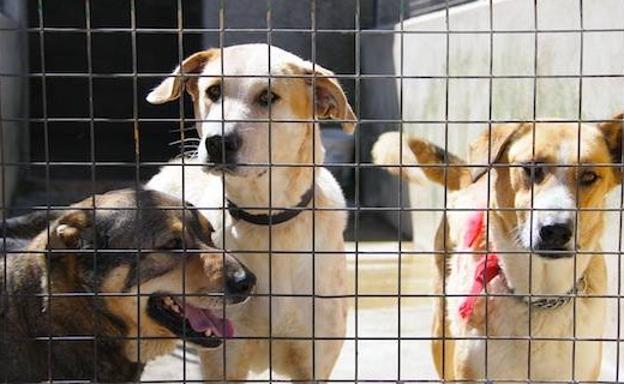 El nuevo contrato de recogida de animales prohíbe su sacrificio «sin causa justificada»