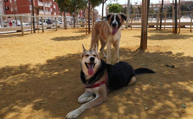 Debate por las restricciones de los paseos de los perros durante el toque de queda