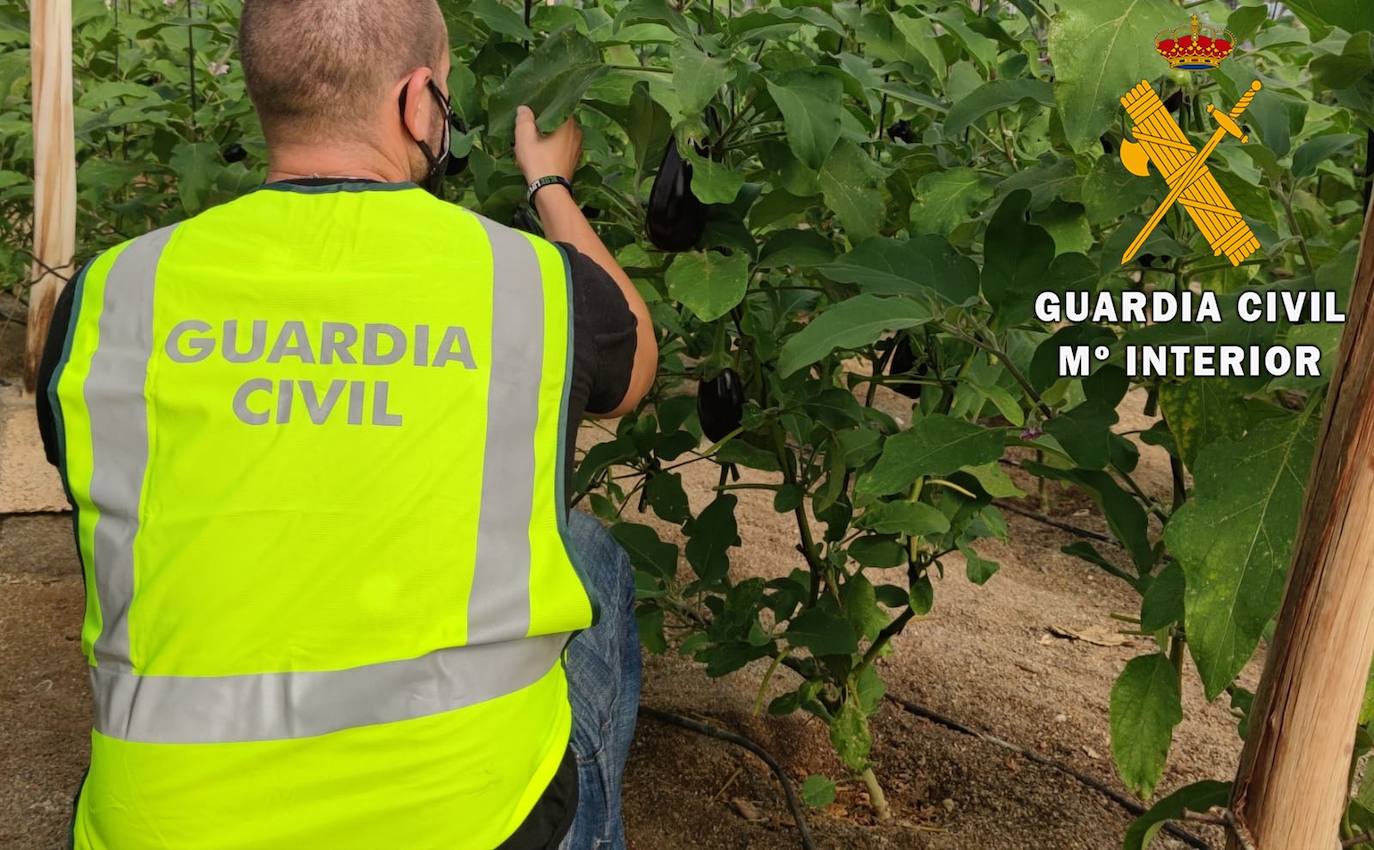 Detenido por el hurto continuado de berenjenas y herramientas en un invernadero de Roquetas de Mar