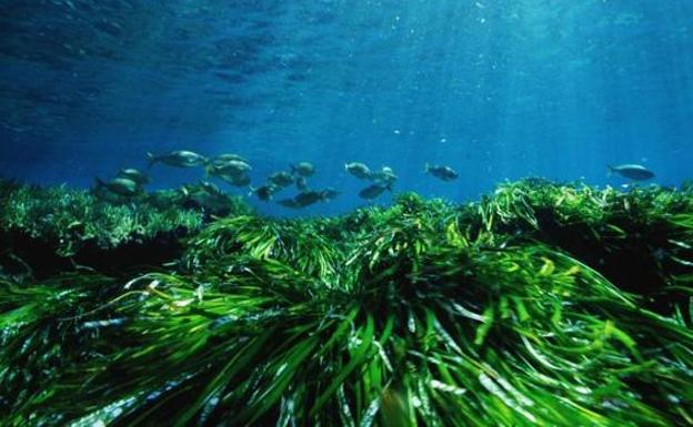 El Gobierno declara áreas marinas protegidas los arrecifes de Roquetas y Punta Entinas