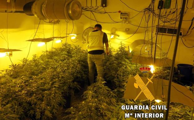Dos detenidos en Roquetas acusados de ser responsables de un cultivo con más de 60 matas de marihuana