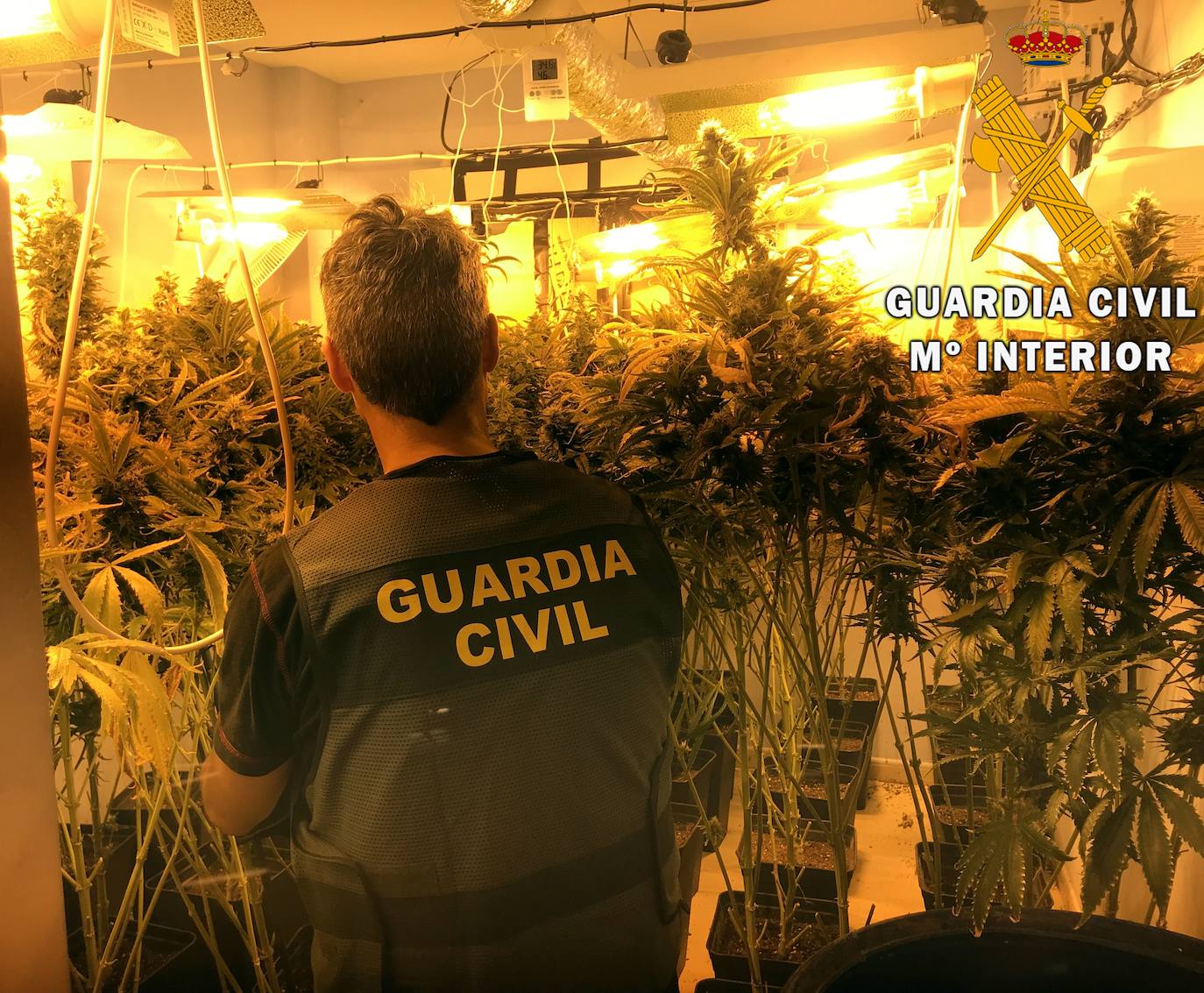 Dan la alarma por el fallecimiento de una mujer y encuentran una plantación indoor de marihuana en Roquetas